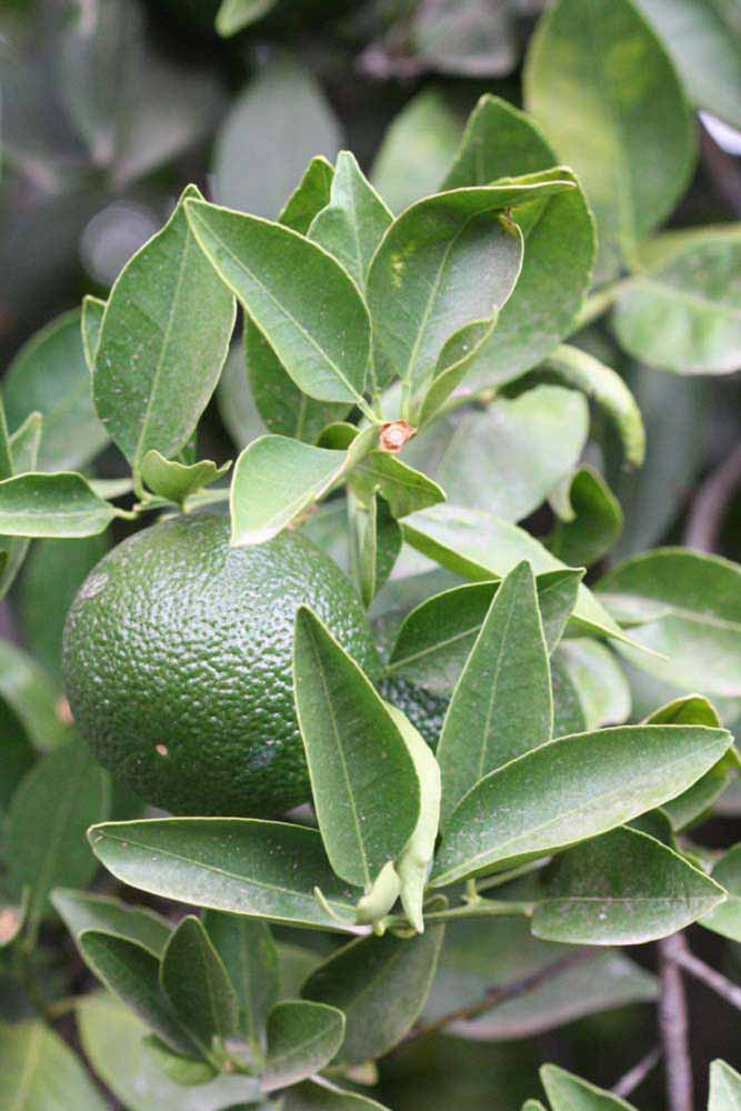            Sun leaves (Riverside, CA)   